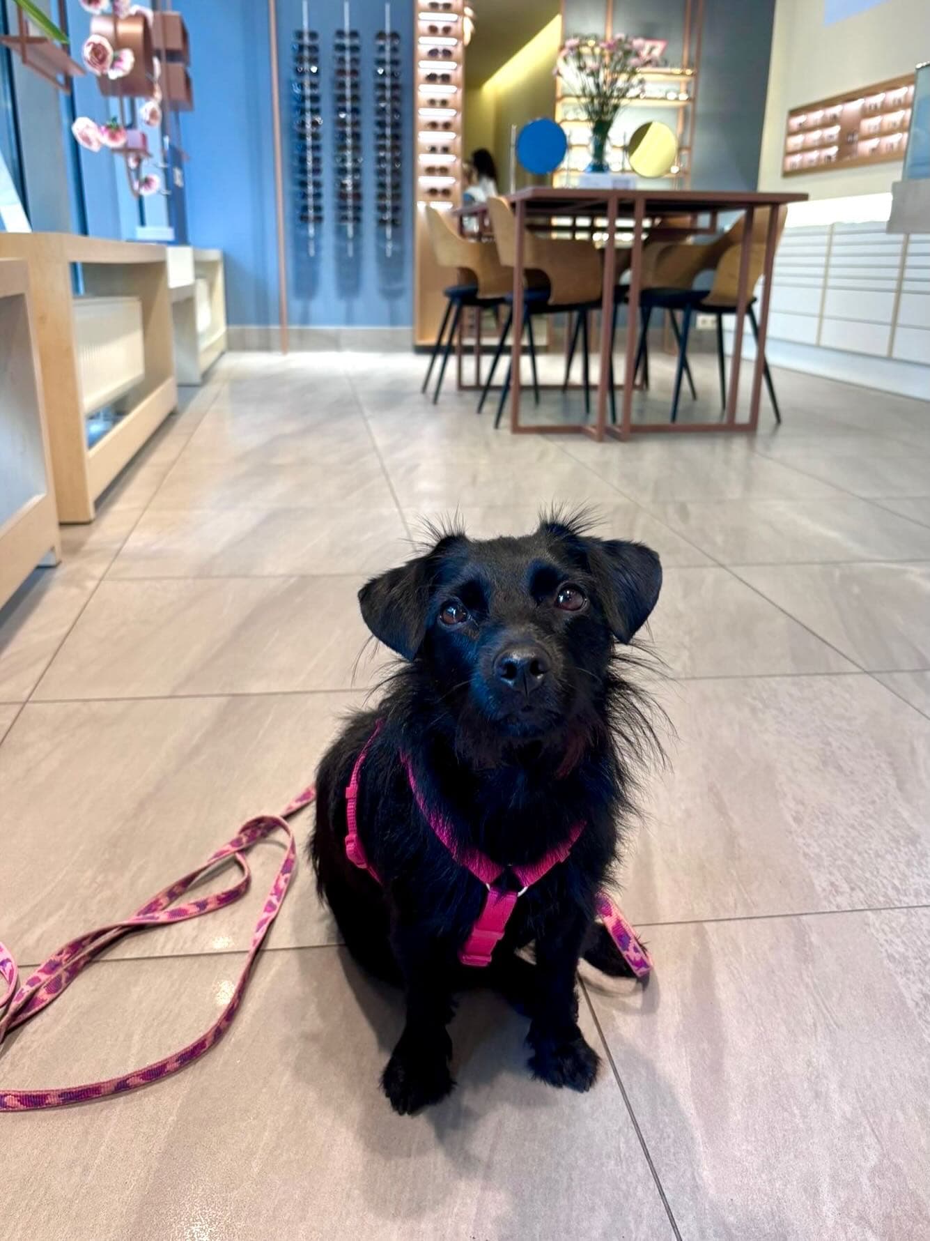 🐶 Dziś obchodzimy Dzień Psa! ❤️
W Optolens czworonożni goście są zawsze mile widziani. Jesteśmy PET FRIENDLY, dlatego na Wasze psiaki zawsze czeka miska świeżej wody i mnóstwo serdecznych głasków. 🦴💙
Następnym razem, gdy wybierzecie się do nas po nowe okulary lub na badanie wzroku, śmiało zabierzcie swojego pupila ze sobą! 🐾